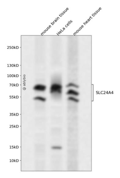 SLC24A4 Rabbit pAb