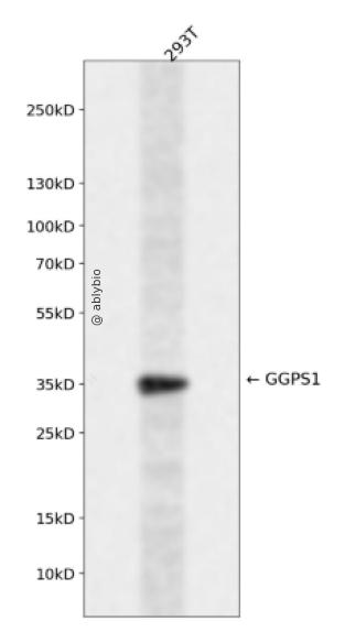 GGPS1 Rabbit pAb