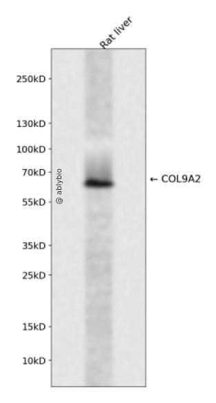 COL9A2 Rabbit pAb