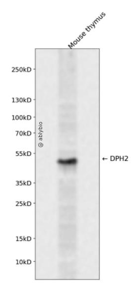 DPH2 Rabbit pAb
