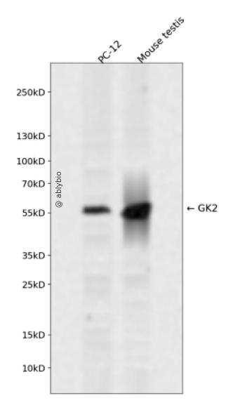 GK2 Rabbit pAb