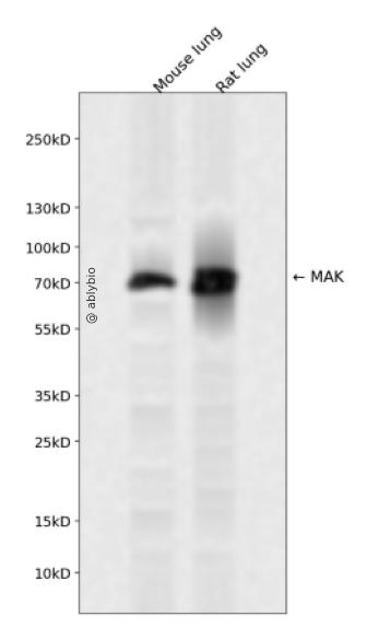 MAK Rabbit pAb