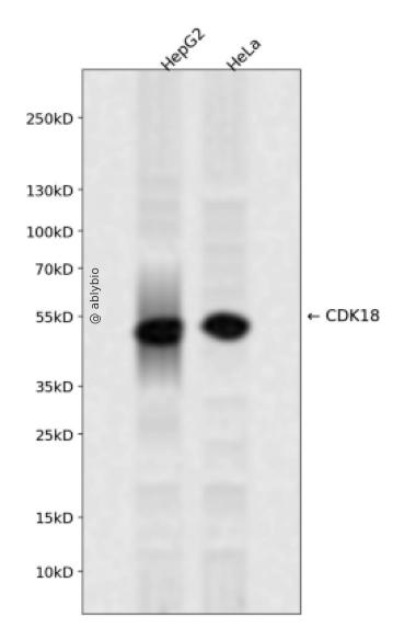 CDK18 Rabbit pAb