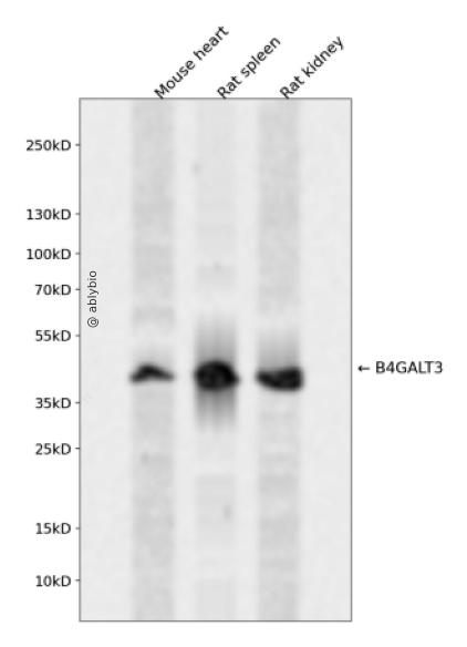 B4GALT3 Rabbit pAb