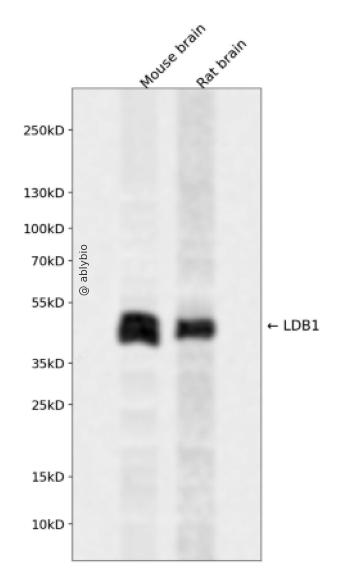 LDB1 Rabbit pAb