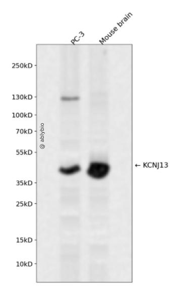 KCNJ13 Rabbit pAb