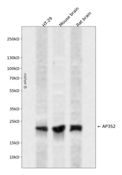 AP3S2 Rabbit pAb