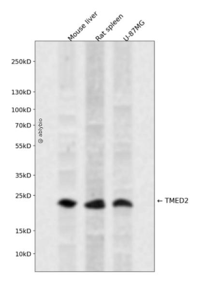 TMED2 Rabbit pAb