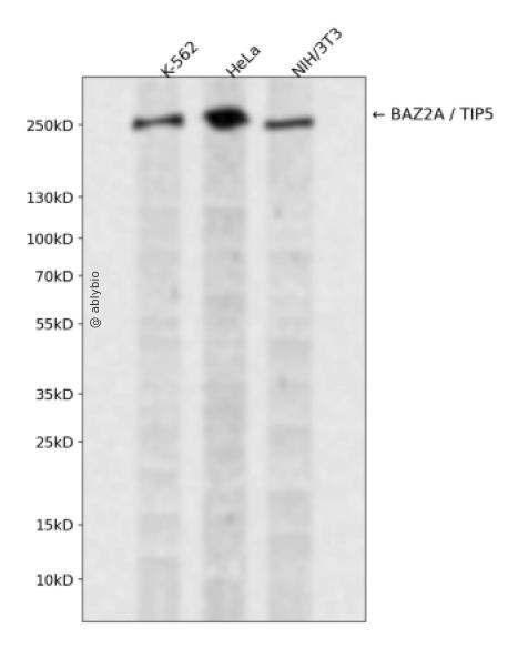 BAZ2A / TIP5 Rabbit pAb