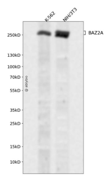 BAZ2A Rabbit pAb