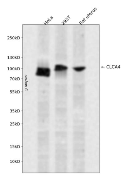 CLCA4 Rabbit pAb