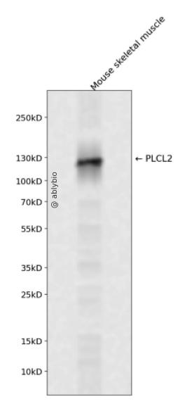 PLCL2 Rabbit pAb
