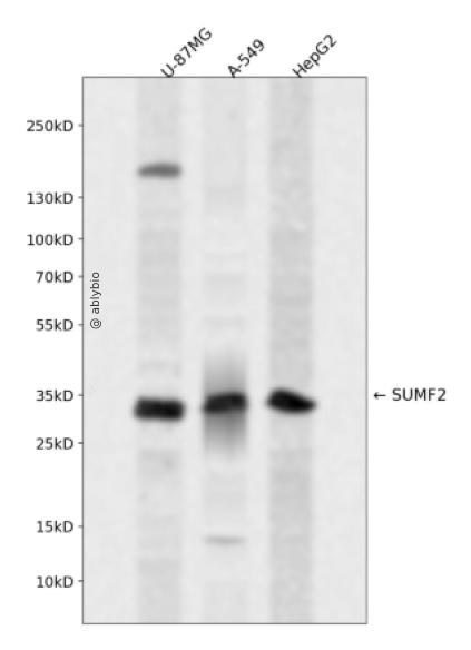 SUMF2 Rabbit pAb