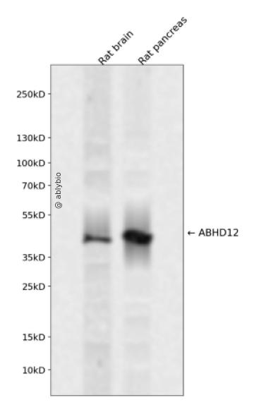 ABHD12 Rabbit pAb