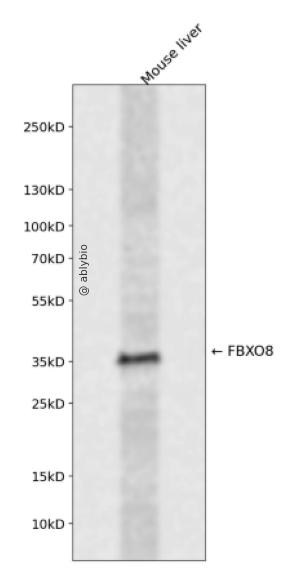 FBXO8 Rabbit pAb