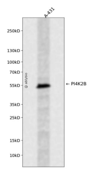 PI4K2B Rabbit pAb