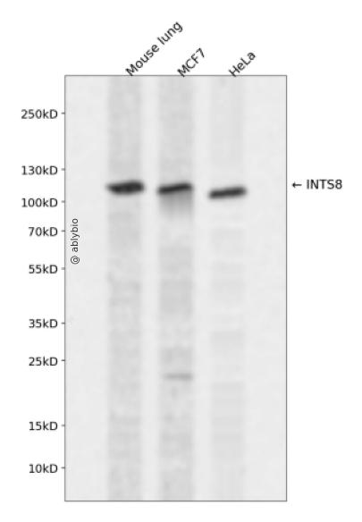 INTS8 Rabbit pAb