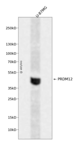 PRDM12 Rabbit pAb