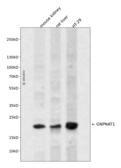 GNPNAT1 Rabbit pAb