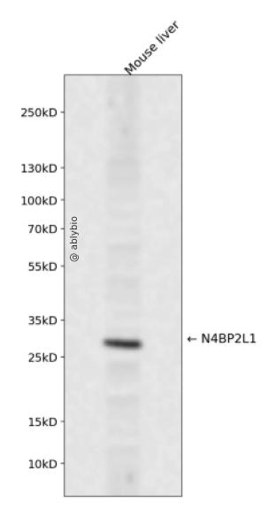 N4BP2L1 Rabbit pAb