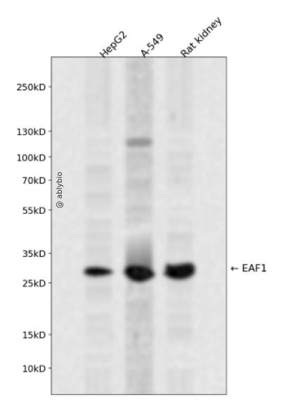 EAF1 Rabbit pAb