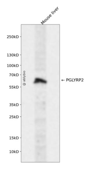 PGLYRP2 Rabbit pAb