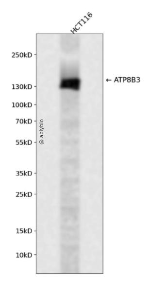 ATP8B3 Rabbit pAb
