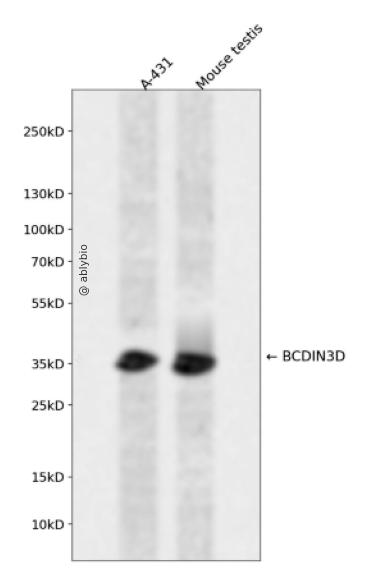 BCDIN3D Rabbit pAb