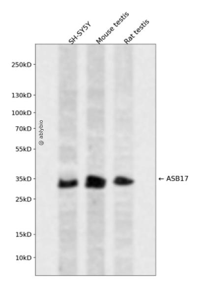 ASB17 Rabbit pAb