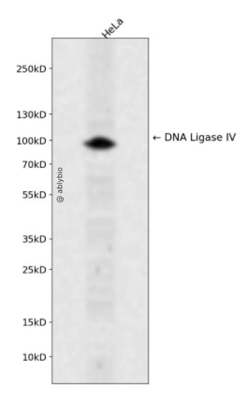 DNA Ligase IV Rabbit pAb