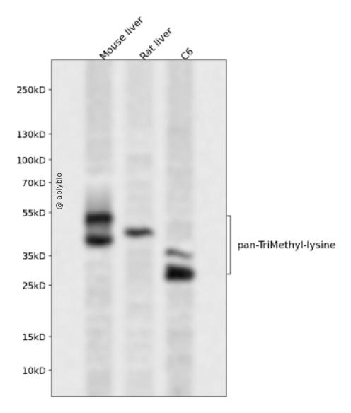 pan-TriMethyl-lysine Rabbit pAb