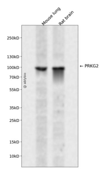 PRKG2 Rabbit pAb