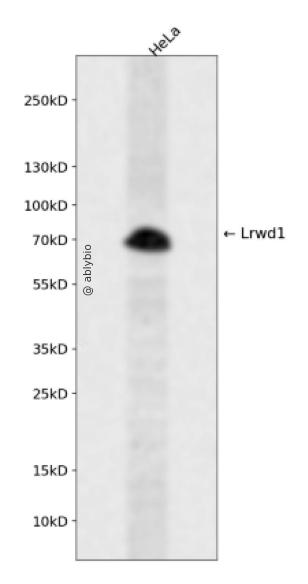 Lrwd1 Rabbit pAb