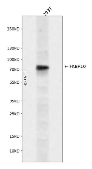 FKBP10 Rabbit pAb