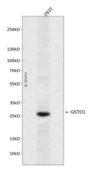 GSTO1 Rabbit pAb