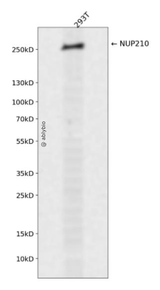 NUP210 Rabbit pAb