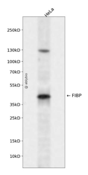 FIBP Rabbit pAb