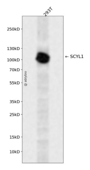 SCYL1 Rabbit pAb