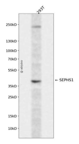 SEPHS1 Rabbit pAb