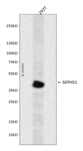 SEPHS1 Rabbit pAb