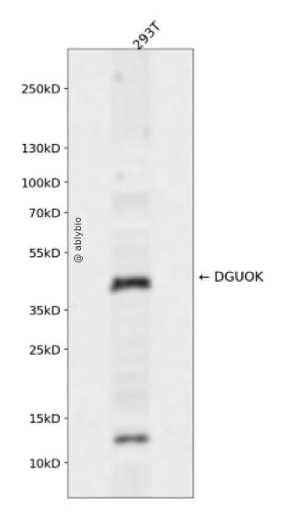 DGUOK Rabbit pAb