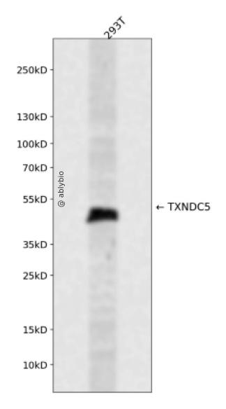 TXNDC5 Rabbit pAb