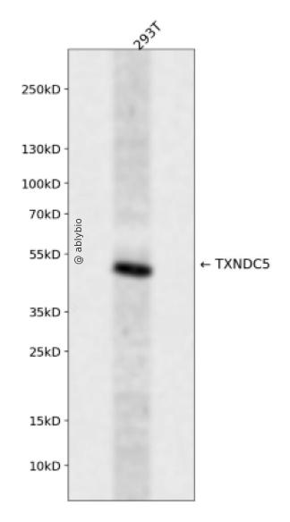 TXNDC5 Rabbit pAb
