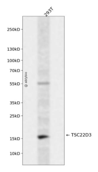 TSC22D3 Rabbit pAb
