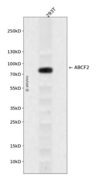 ABCF2 Rabbit pAb