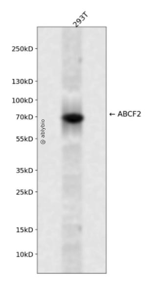 ABCF2 Rabbit pAb