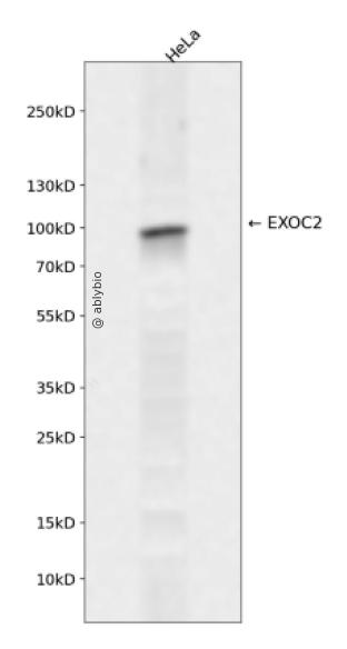 EXOC2 Rabbit pAb