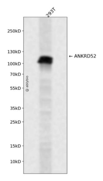 ANKRD52 Rabbit pAb