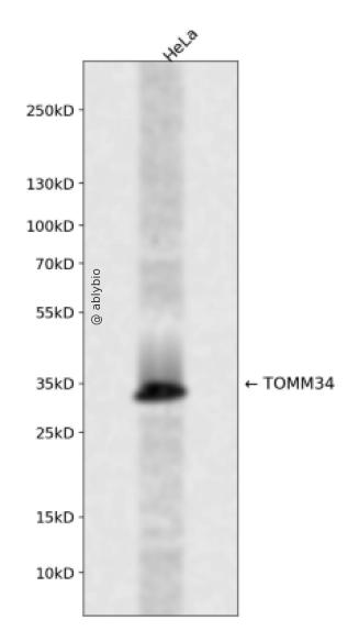 TOMM34 Rabbit pAb
