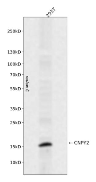 CNPY2 Rabbit pAb